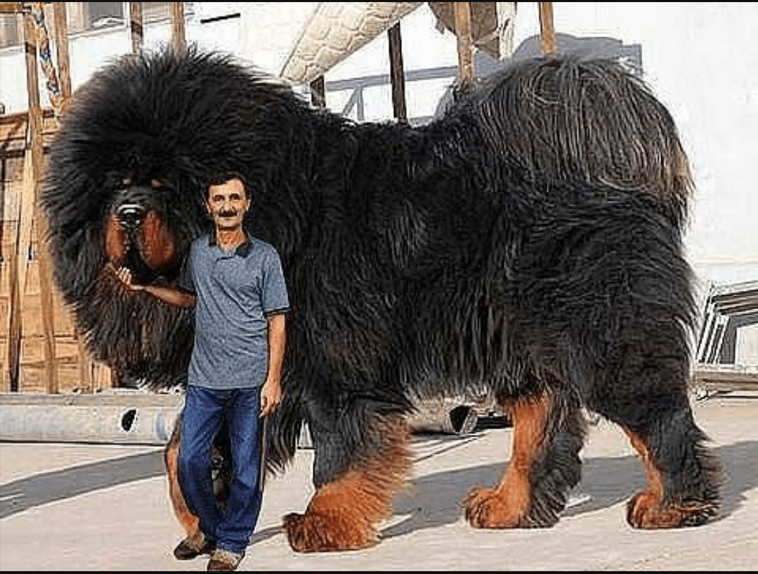 개