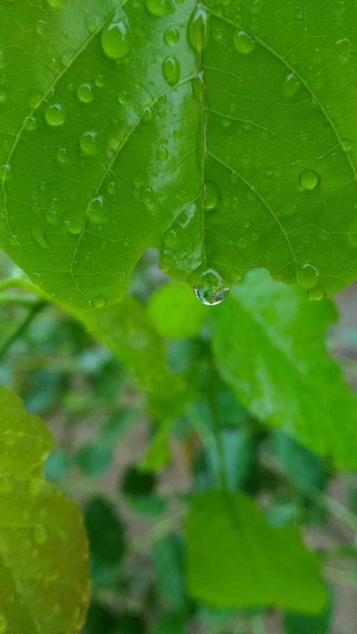 Rain drop