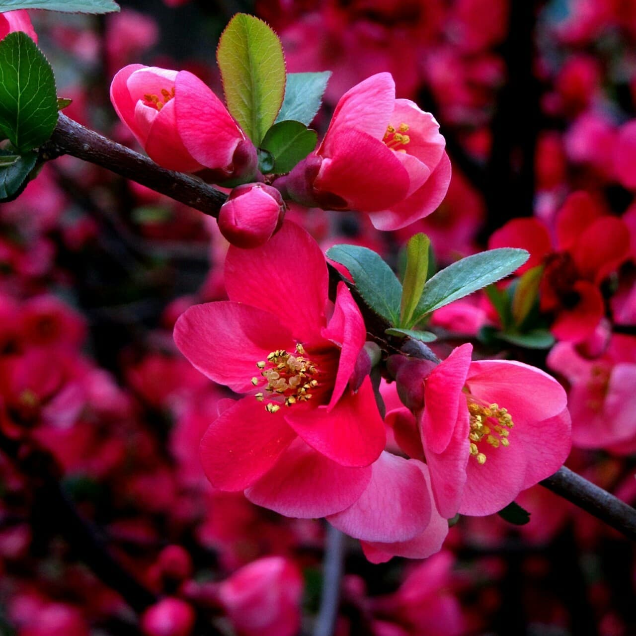цветы