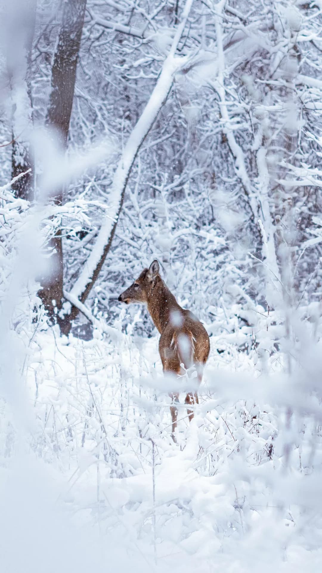 The lovely deer