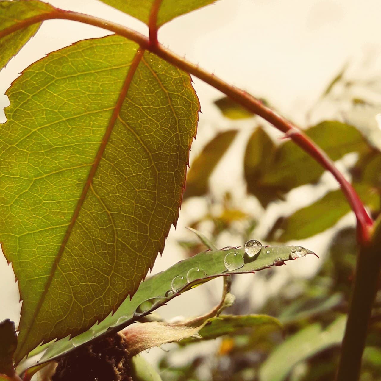 raindrops