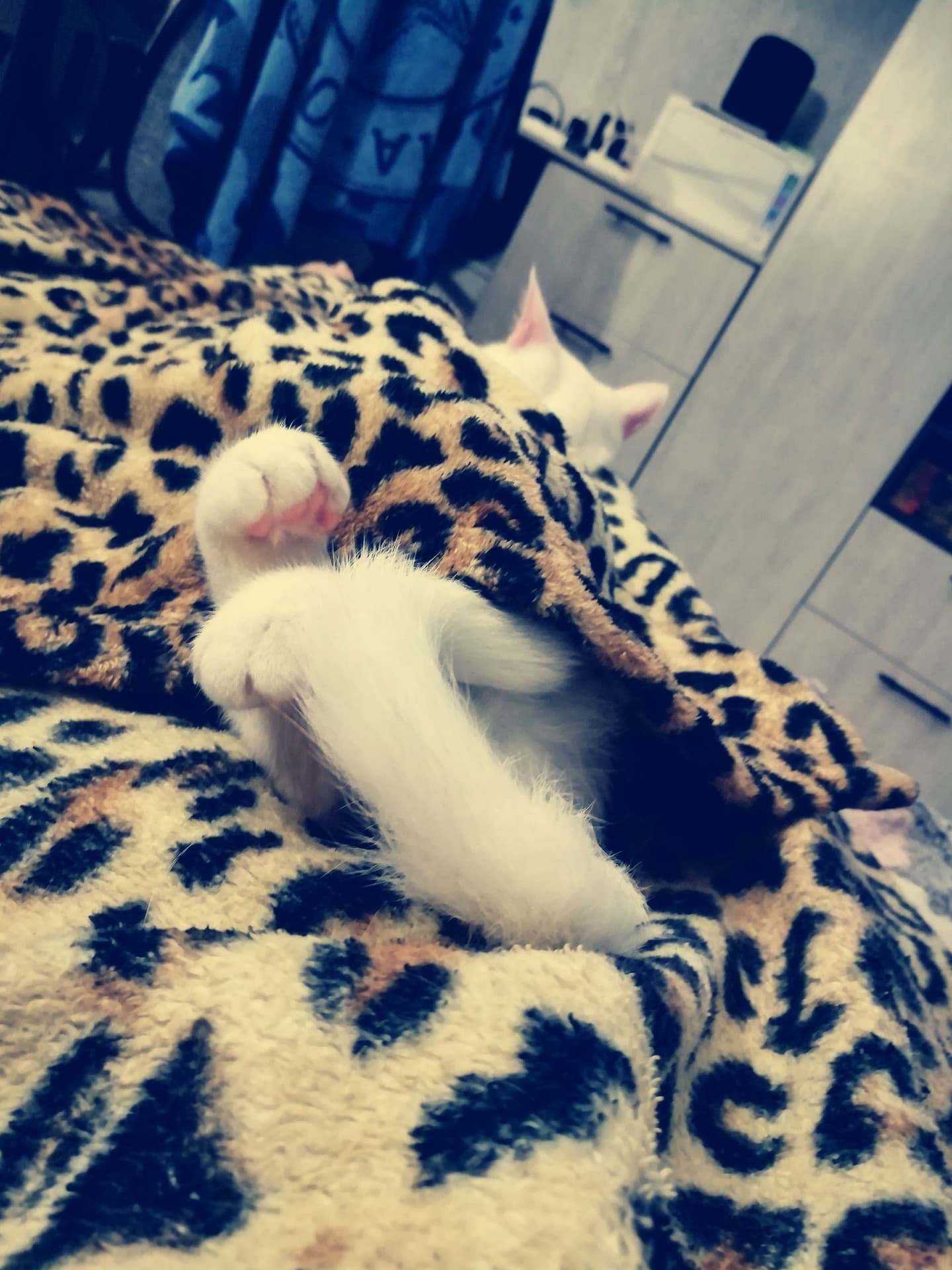 кошачьи лапки