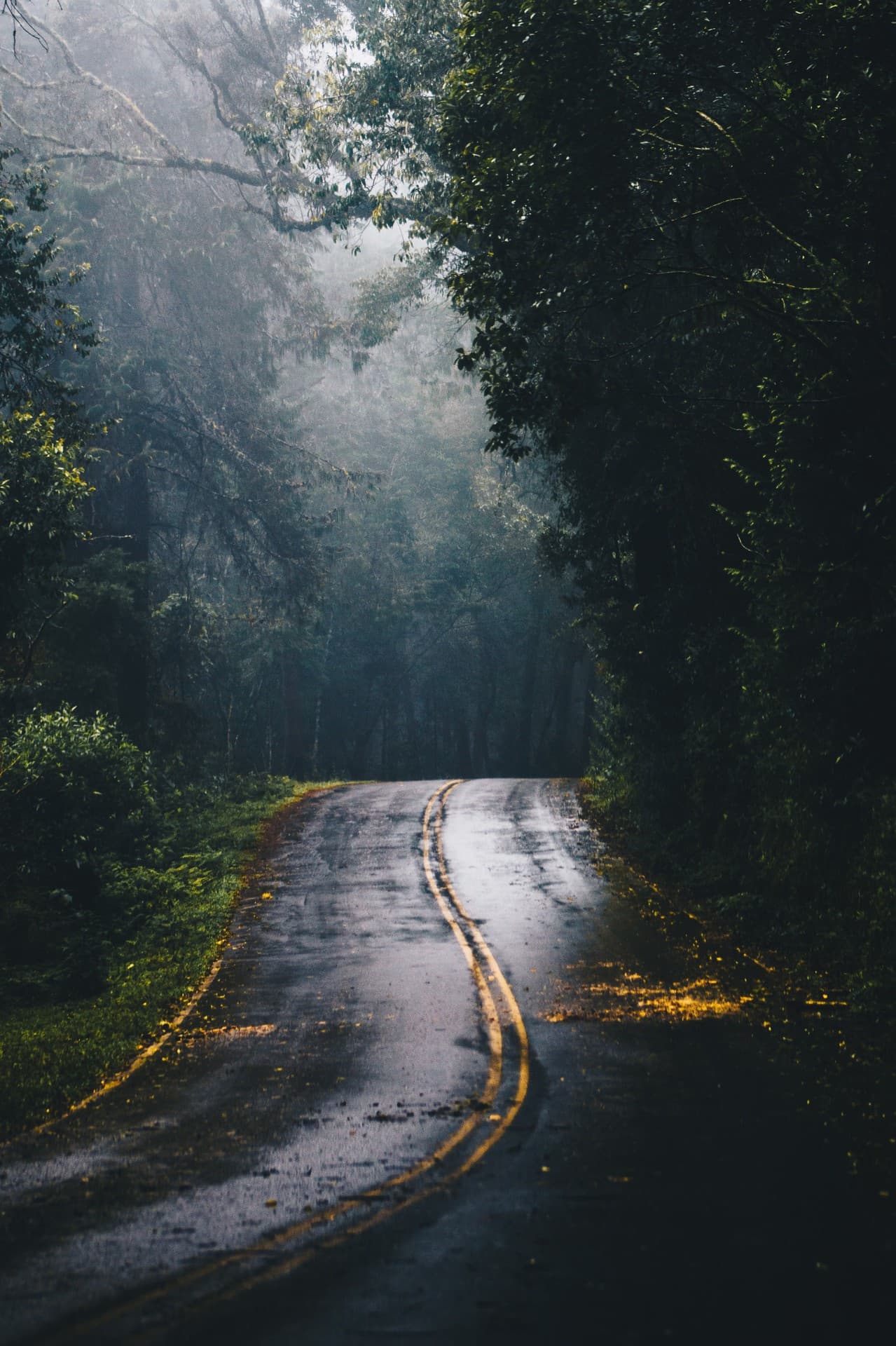 way of jungle