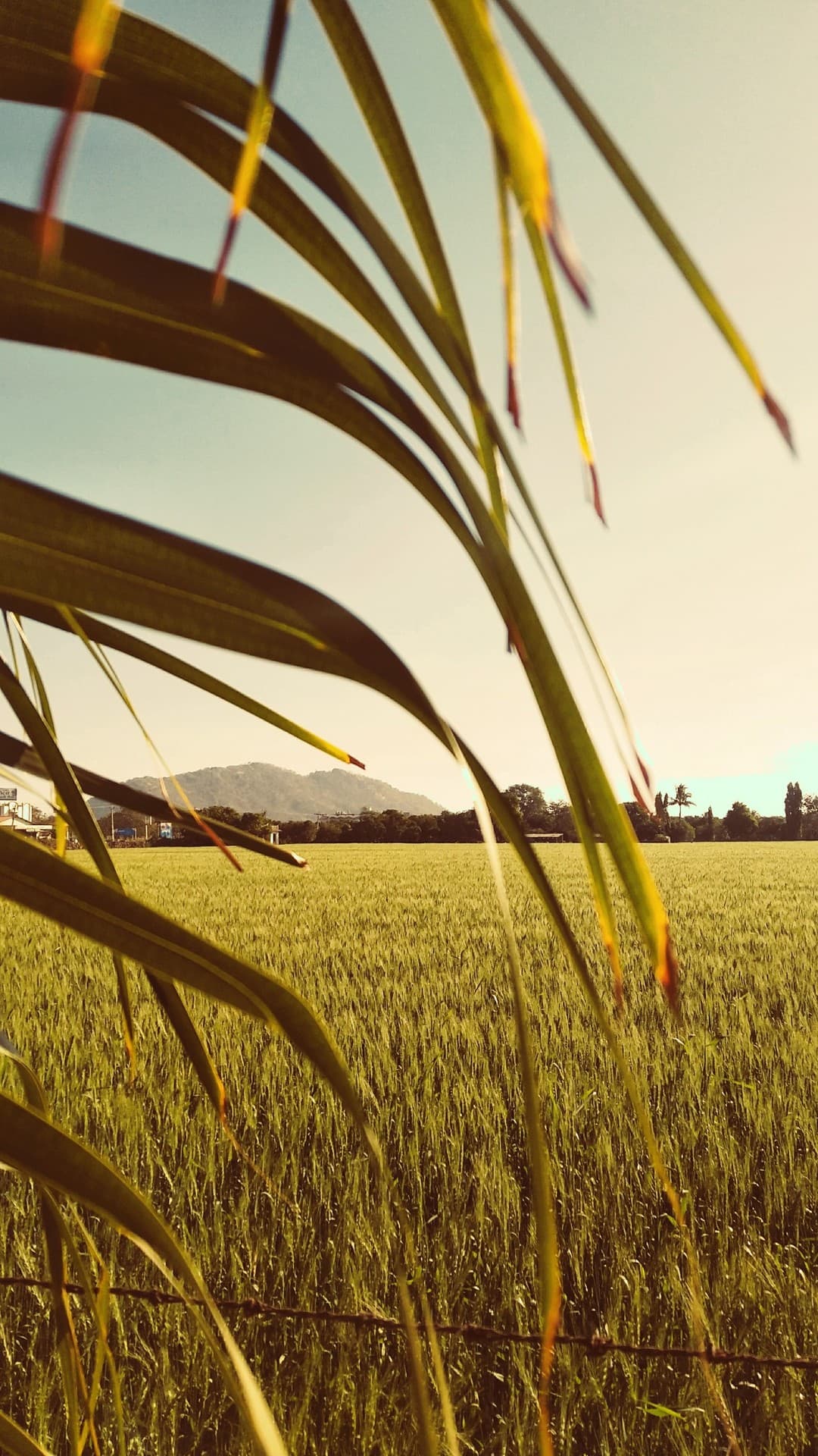 field