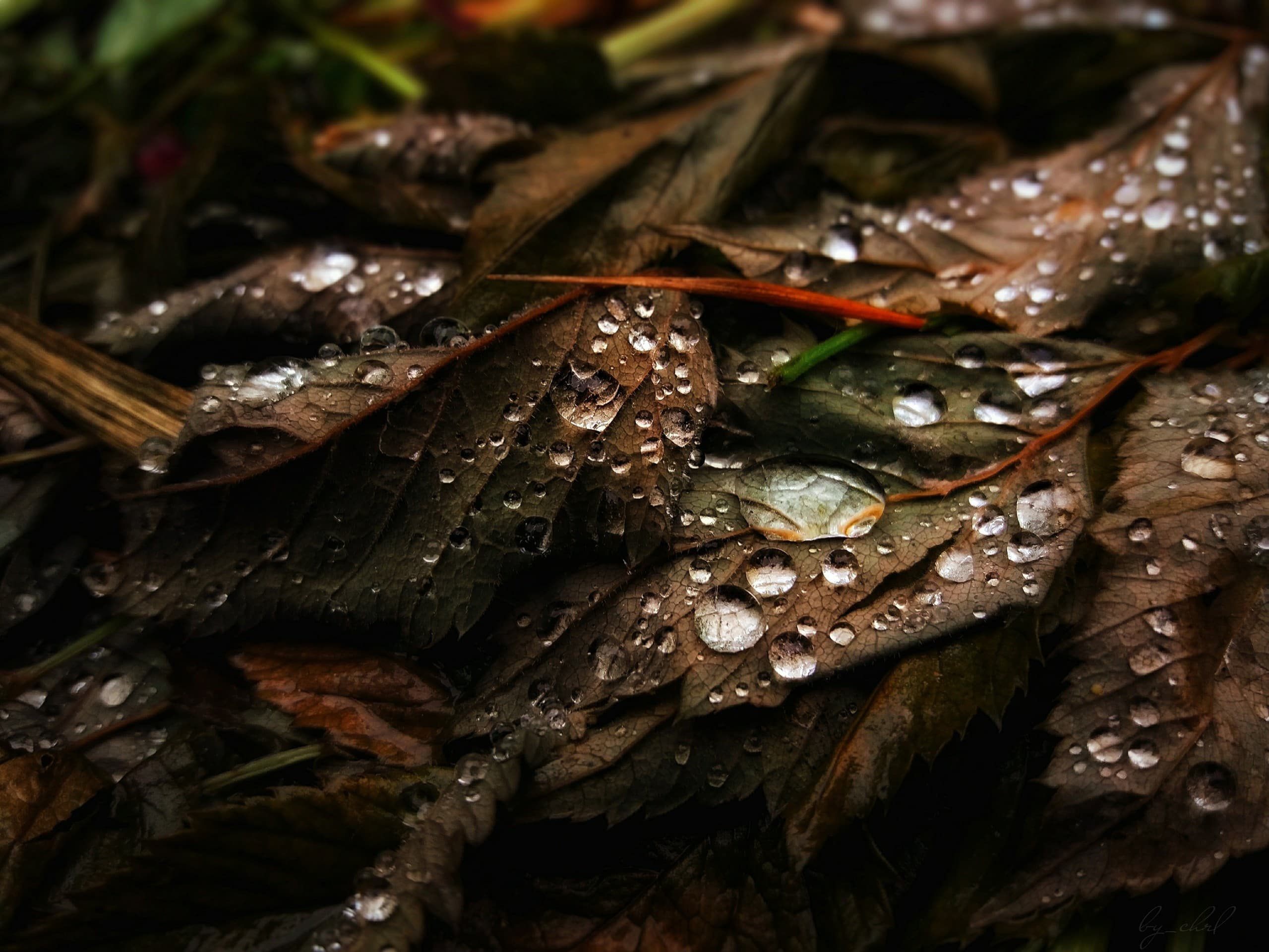 Fall