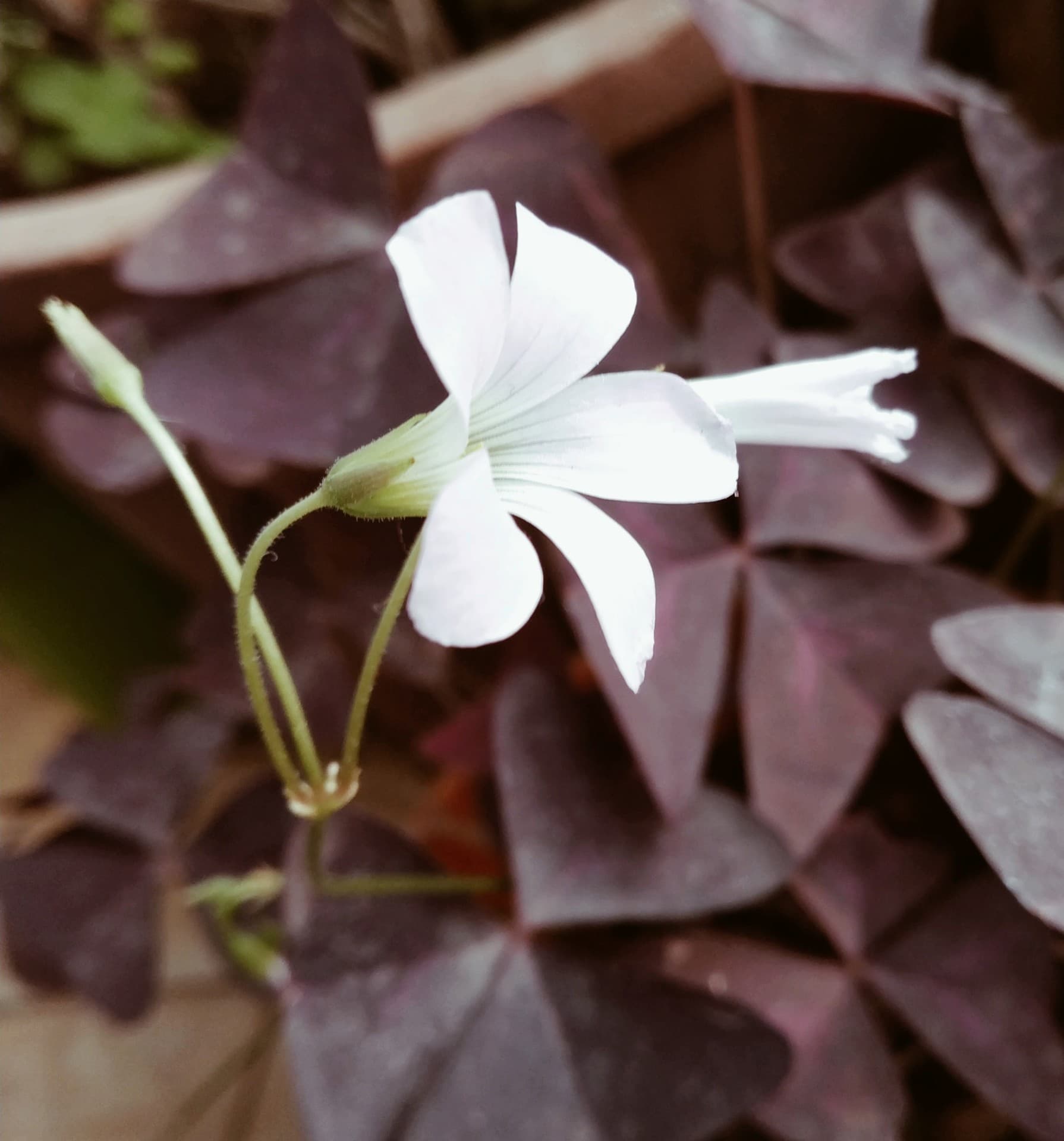 beauty in white