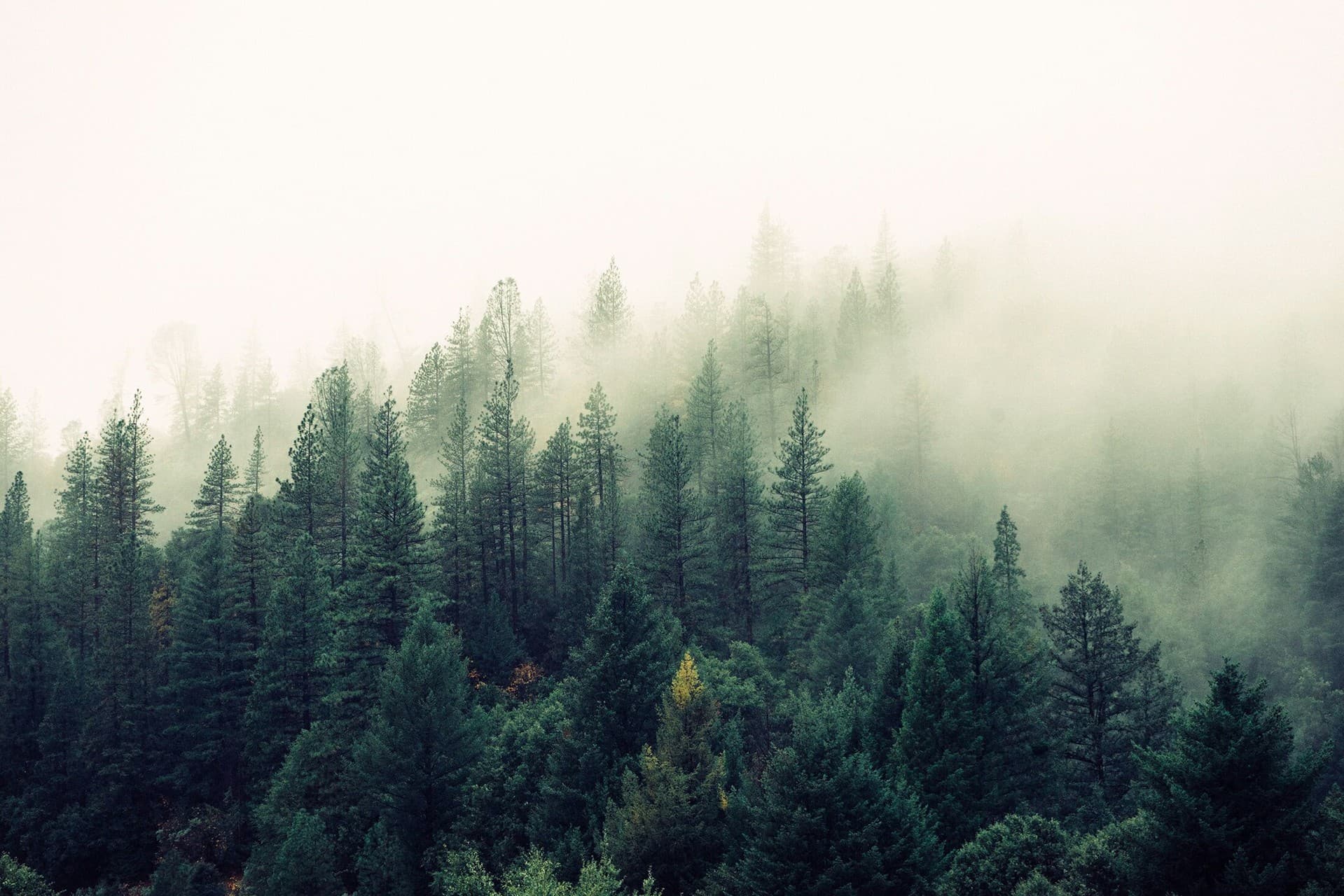 winter forest