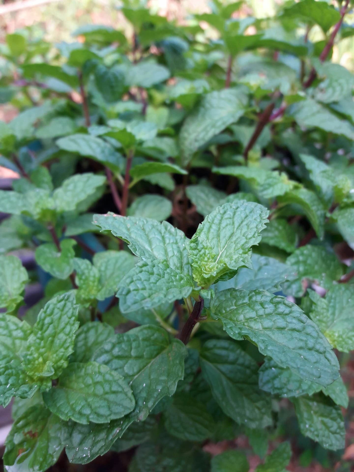 peppermint