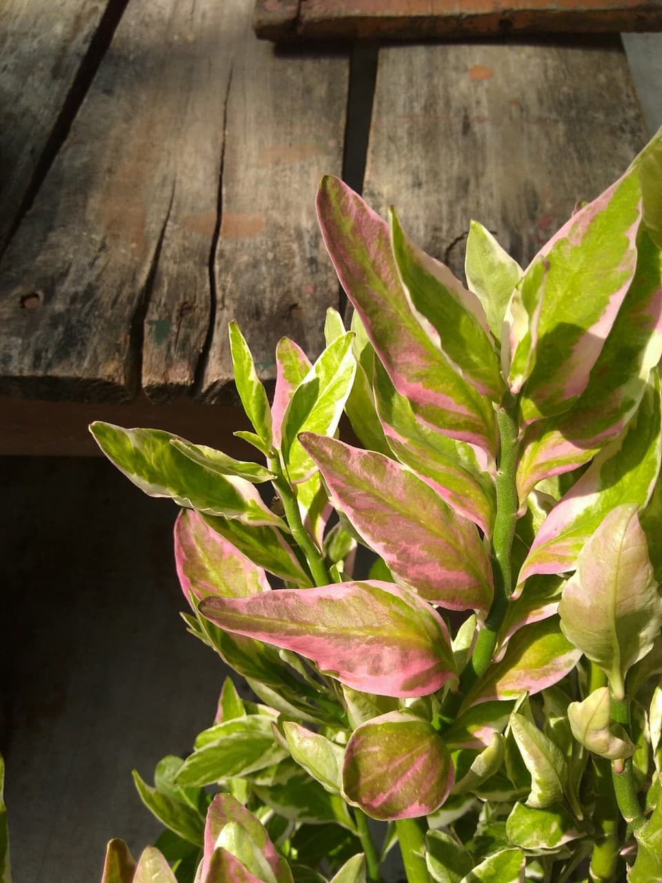 leaves