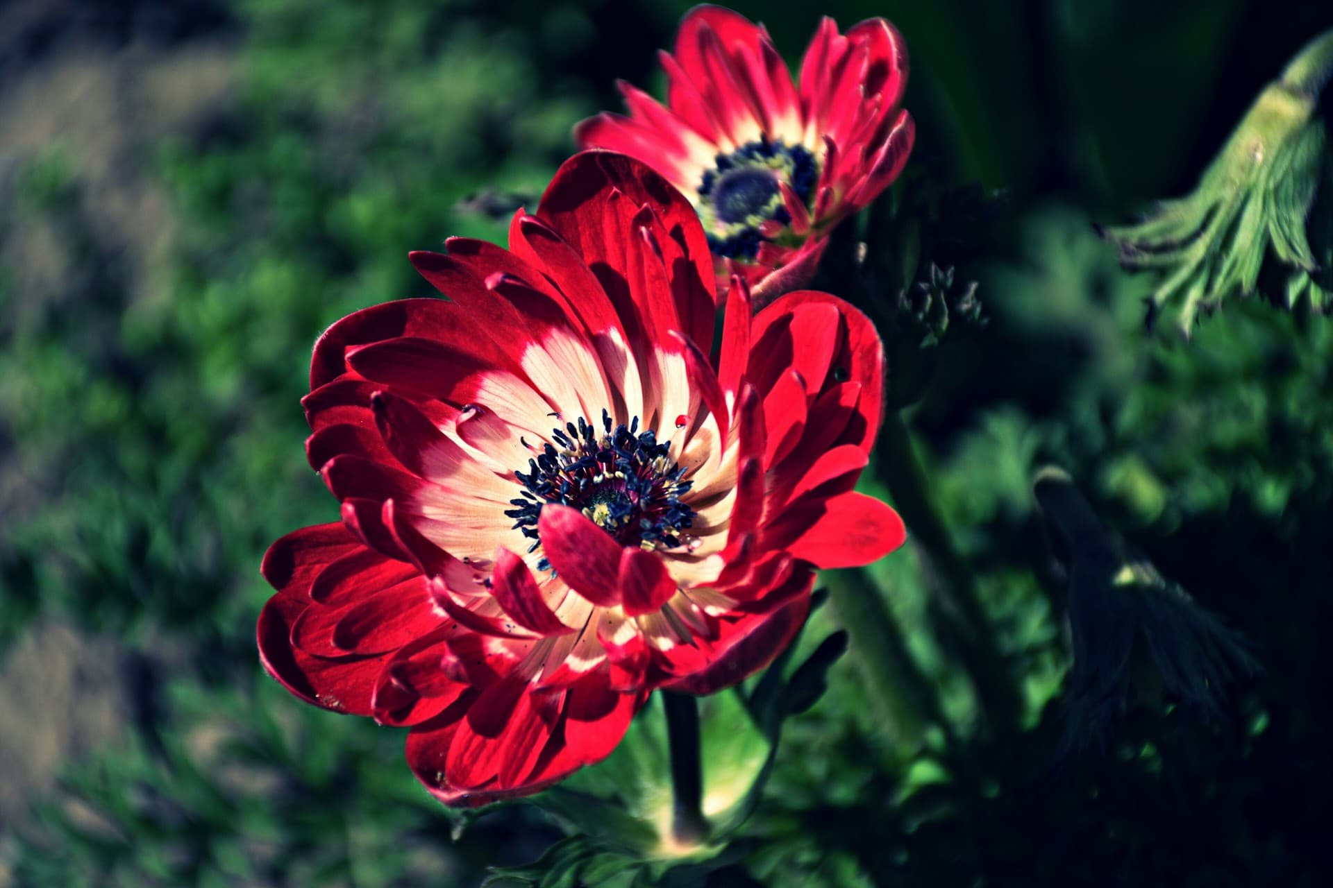 anemone