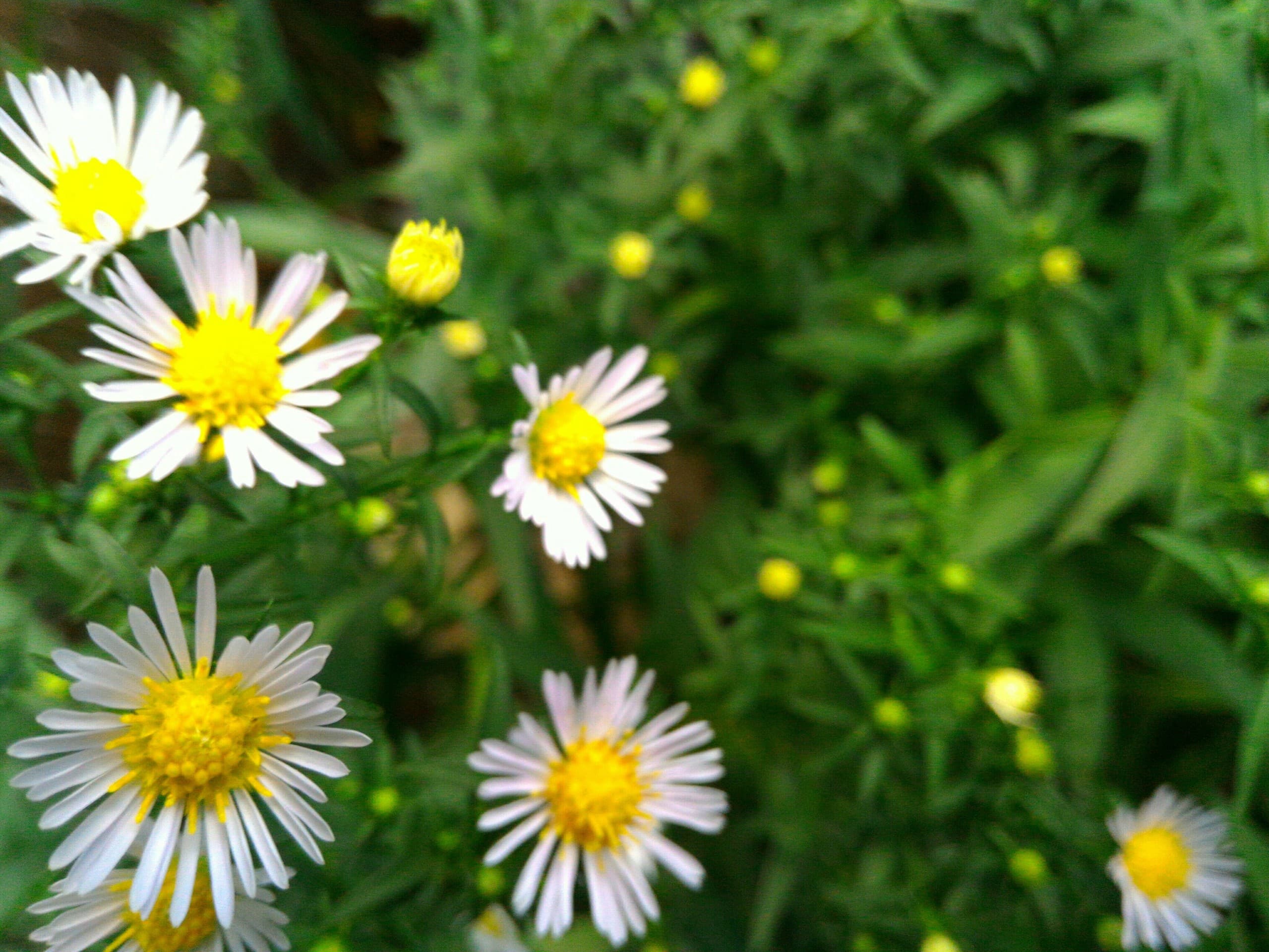 Spring flowers