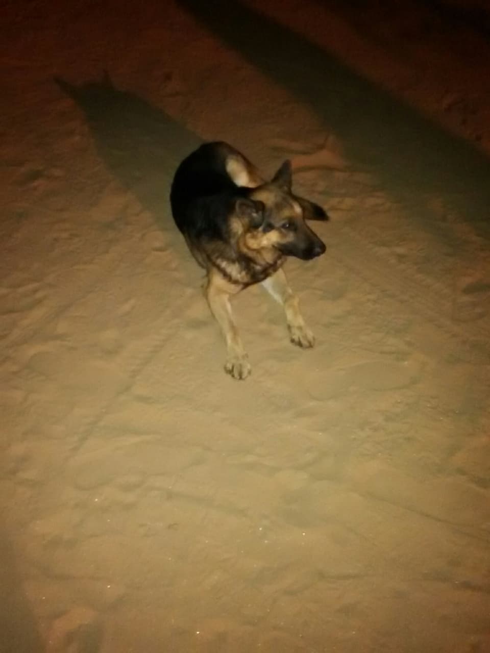 jerman dog
