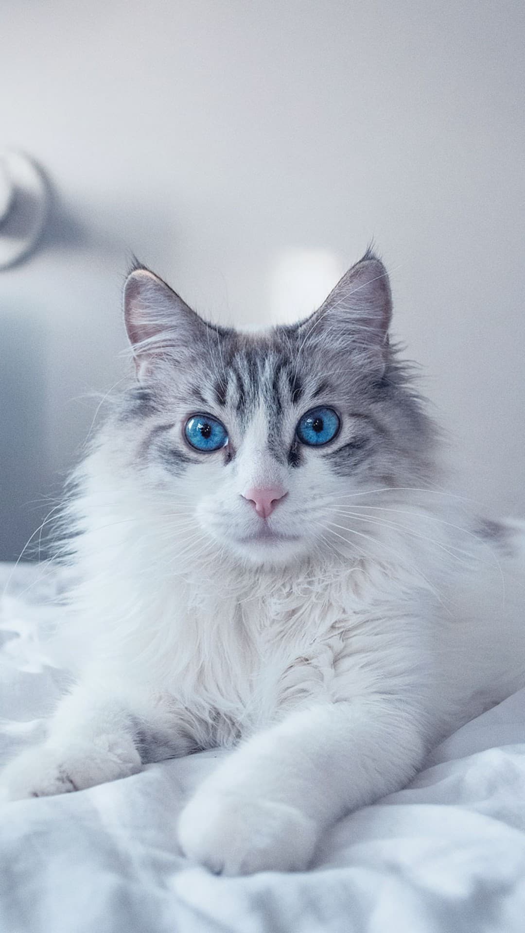 my little cat