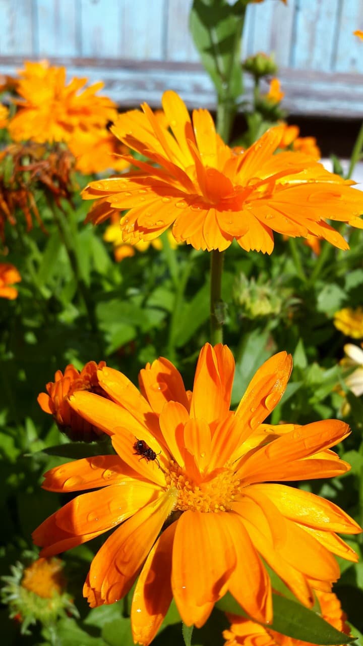 Calendula