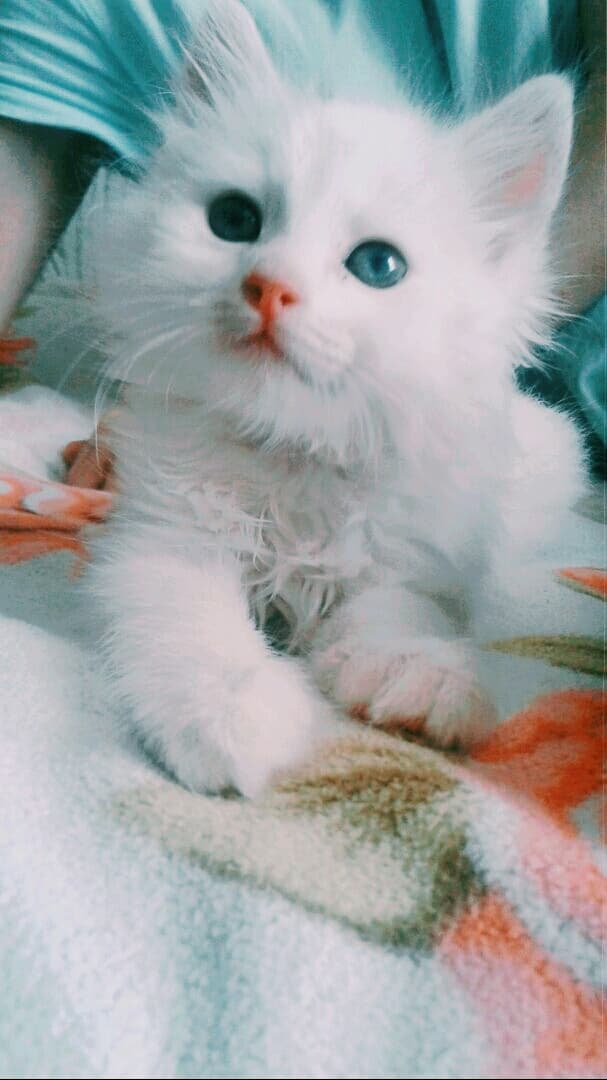 My lovely kitty ♡