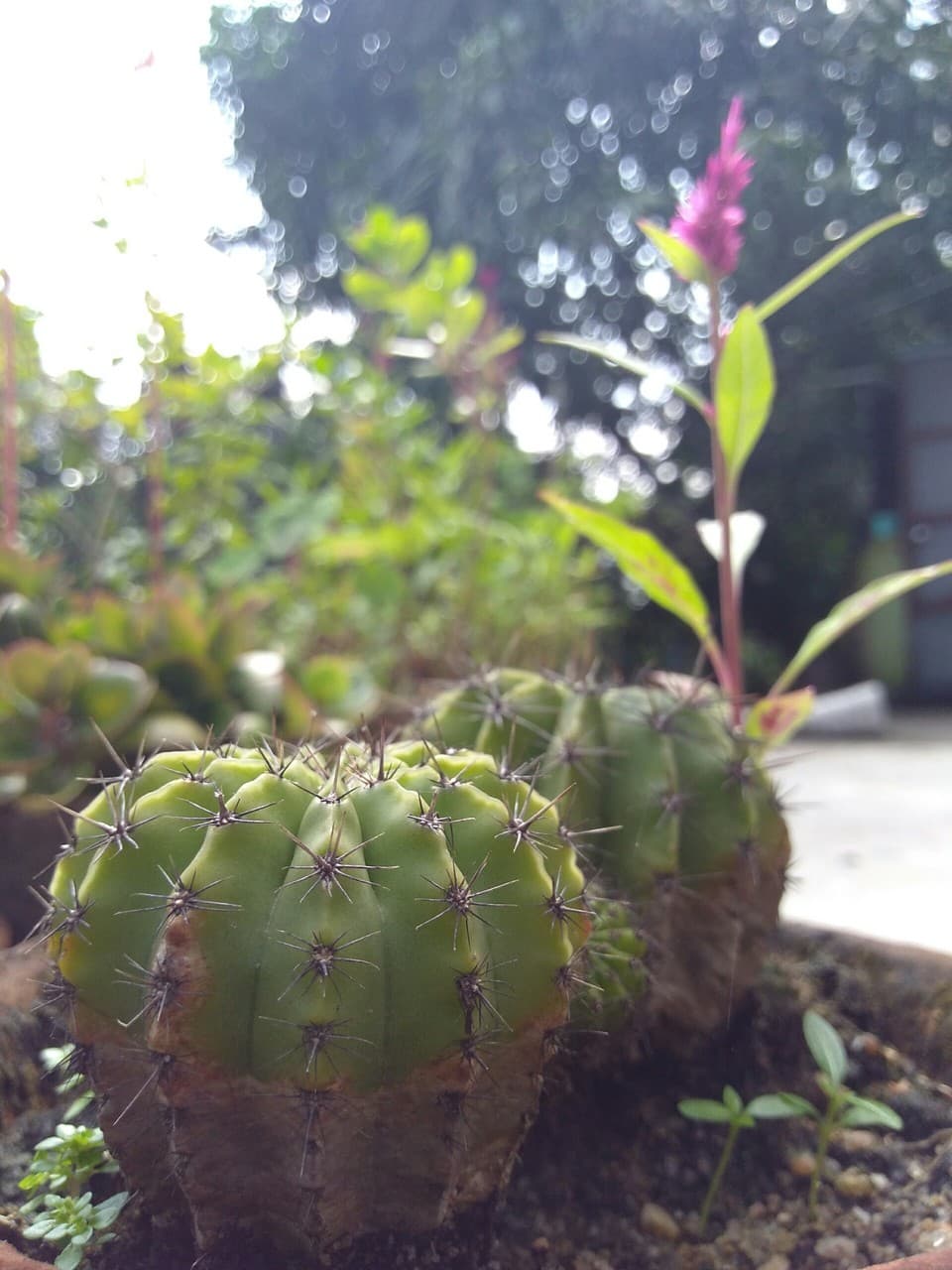Cactus