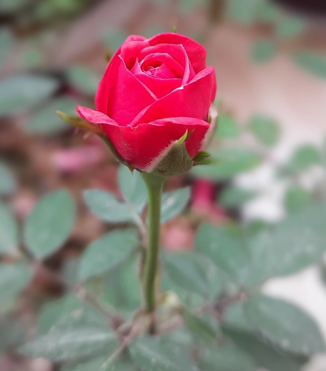 Pink Rose