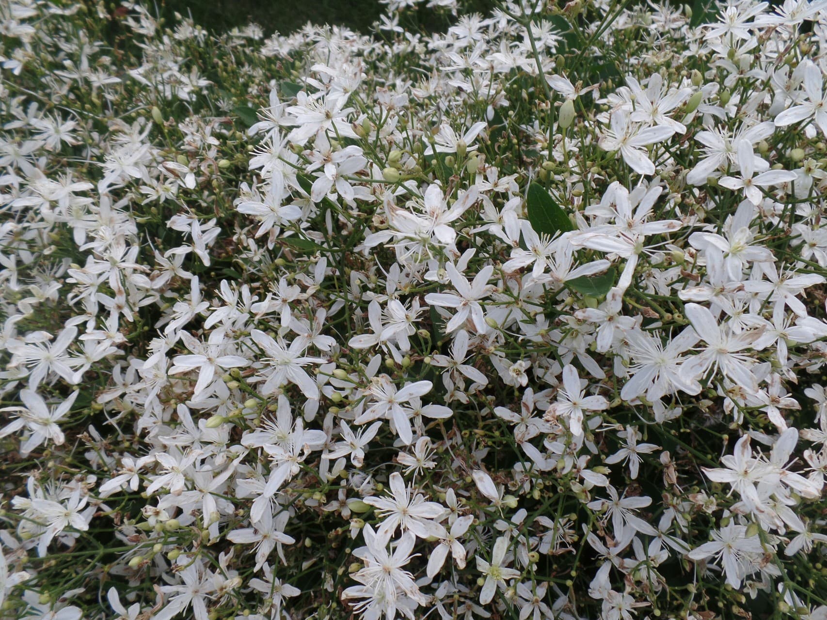 White Flowers