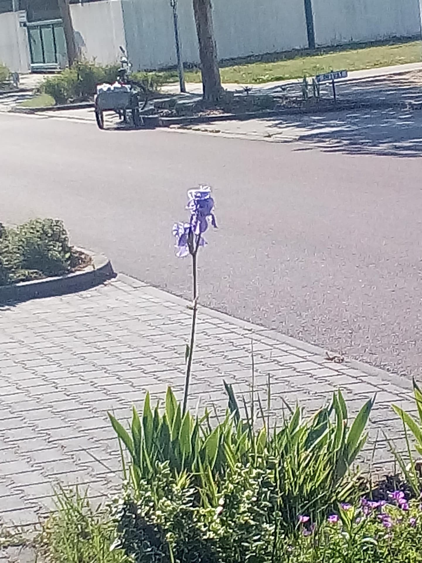 iris
