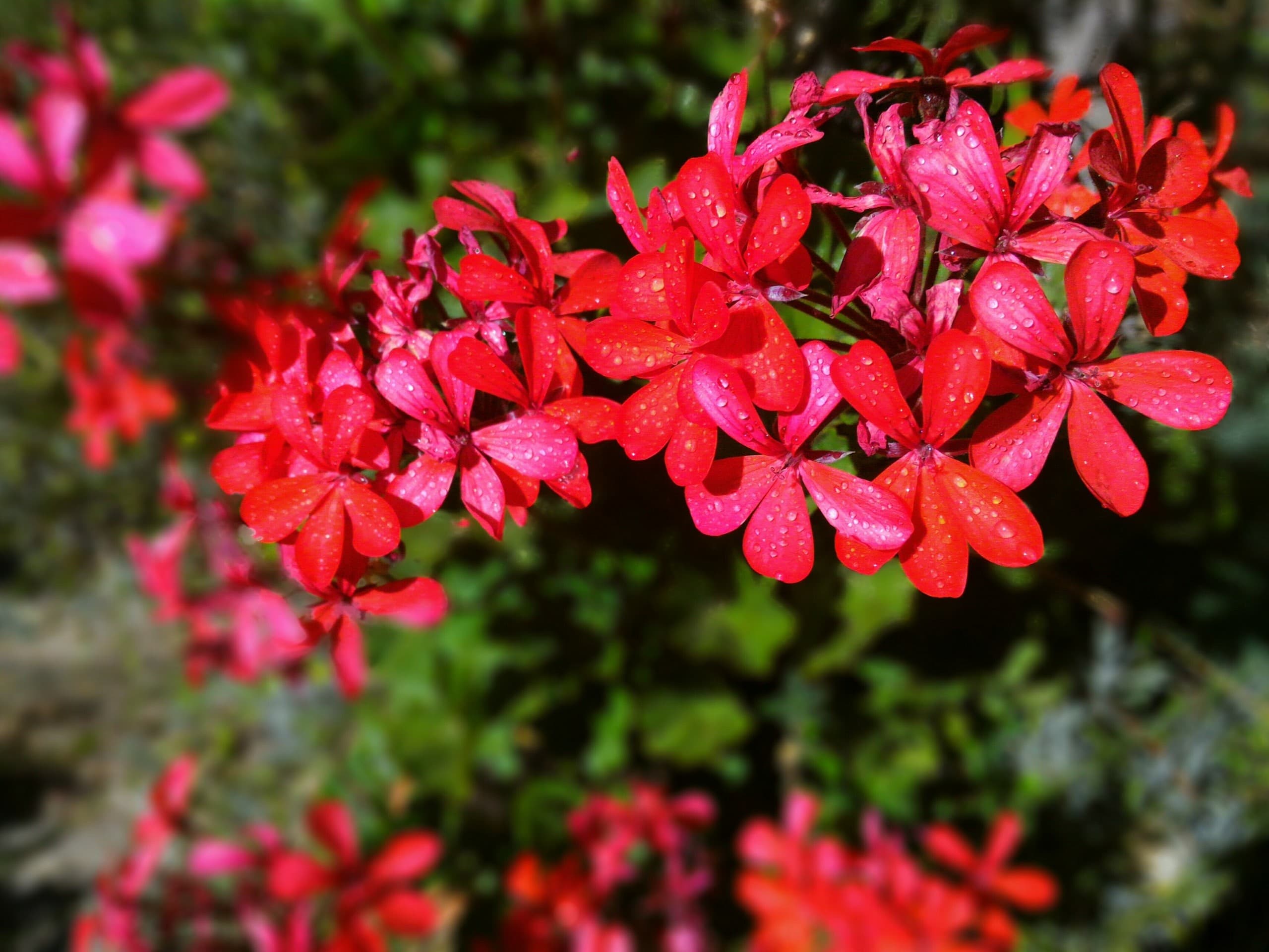 Red Flowers