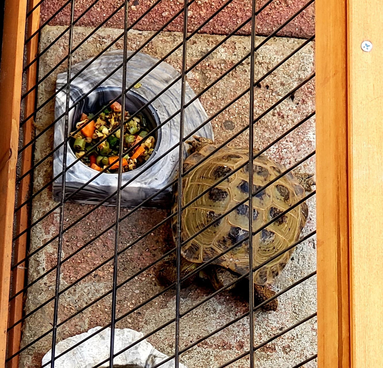 Dinner time for Dude