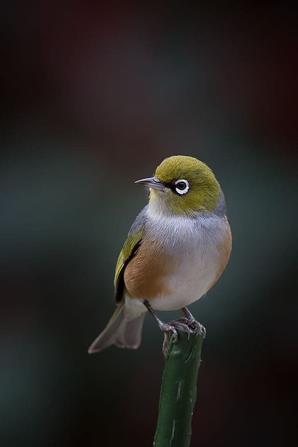 Silvereye
