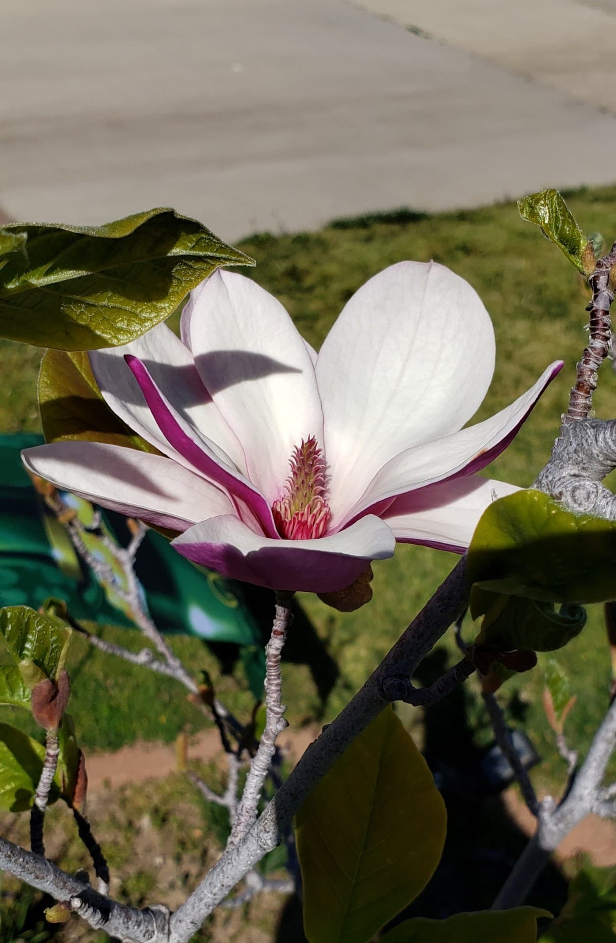 Doe's Magnolia