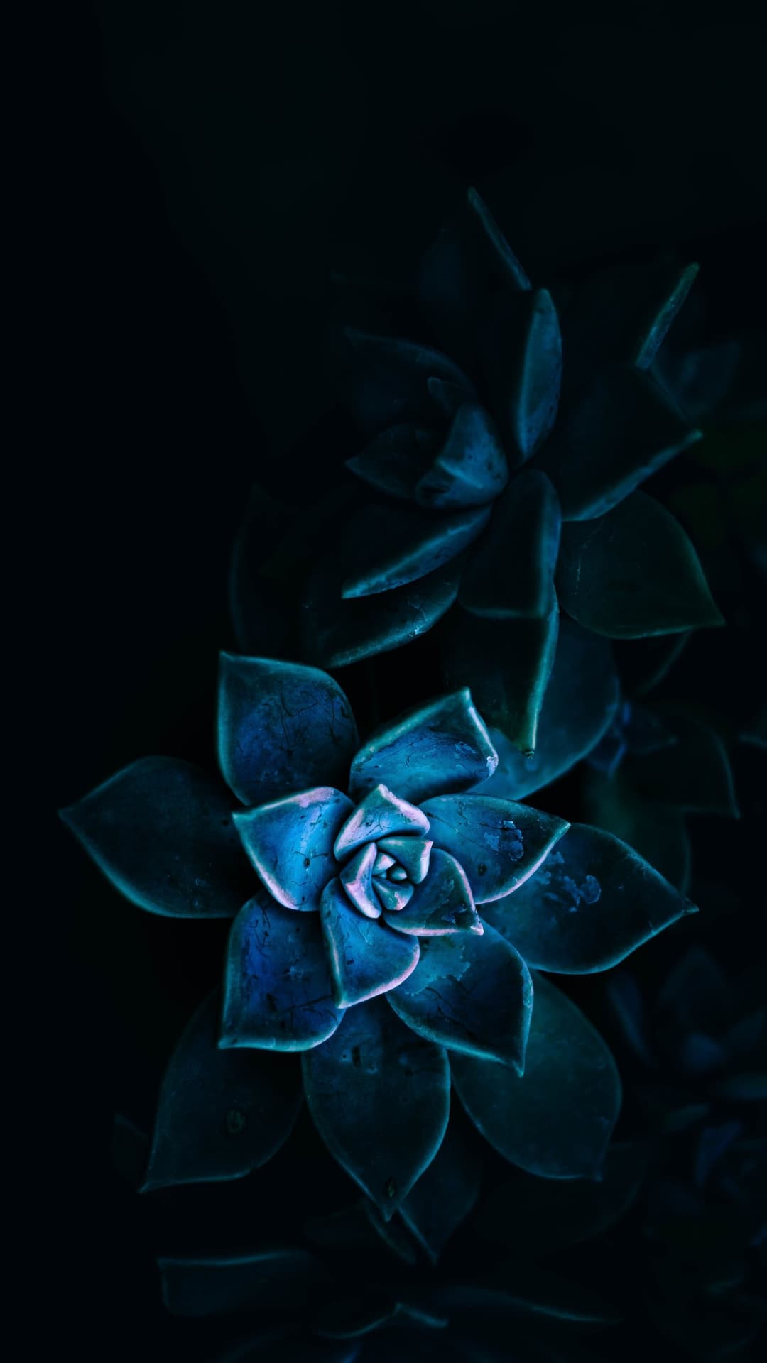 black flower