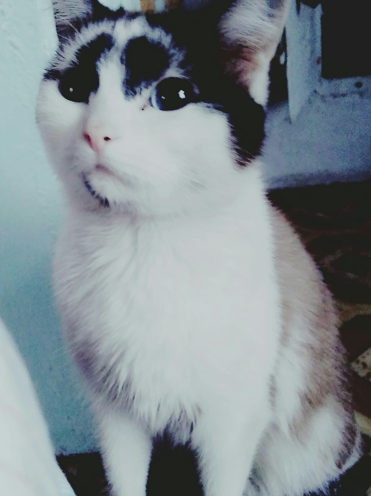 my princess