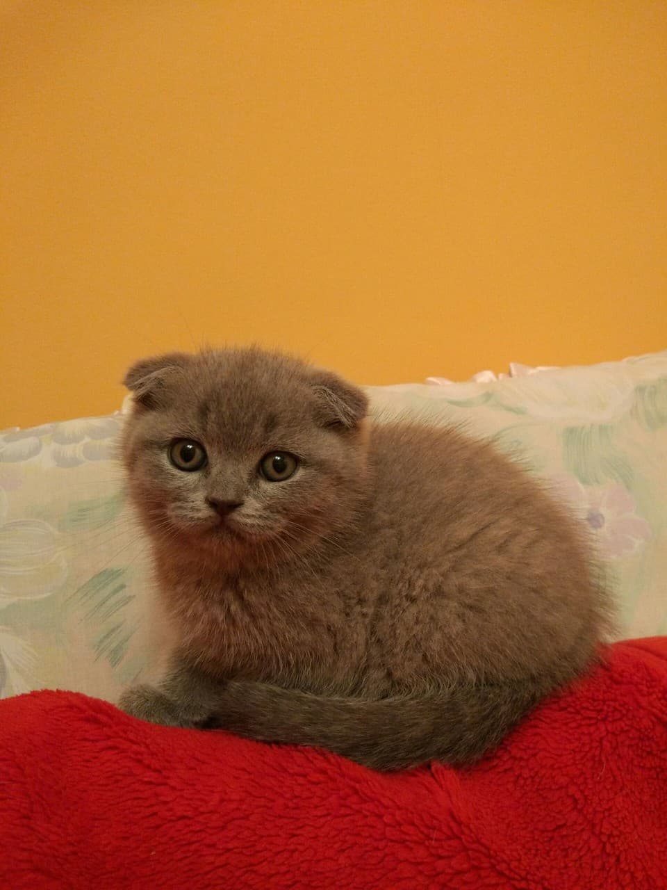 Коте