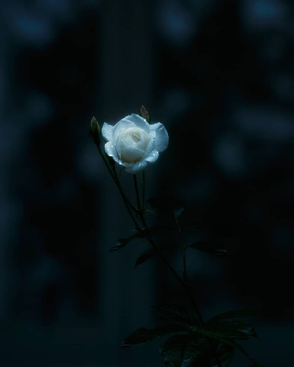 little rose