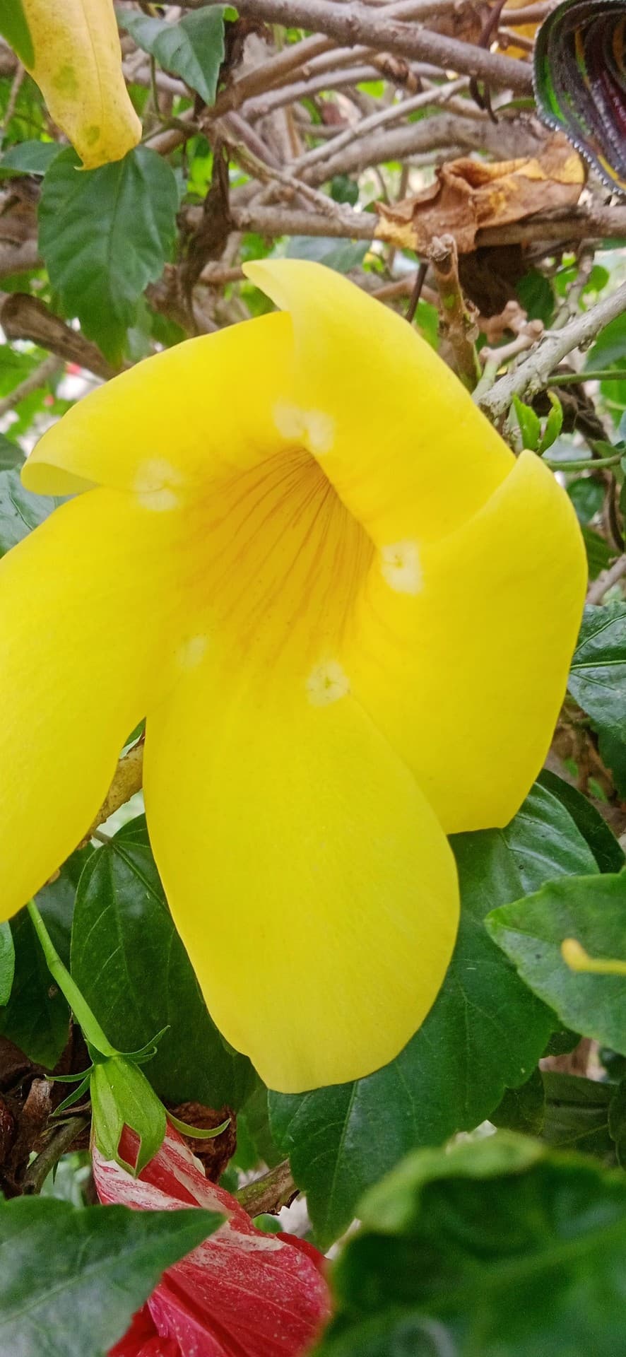 식물, 꽃잎 배경화면