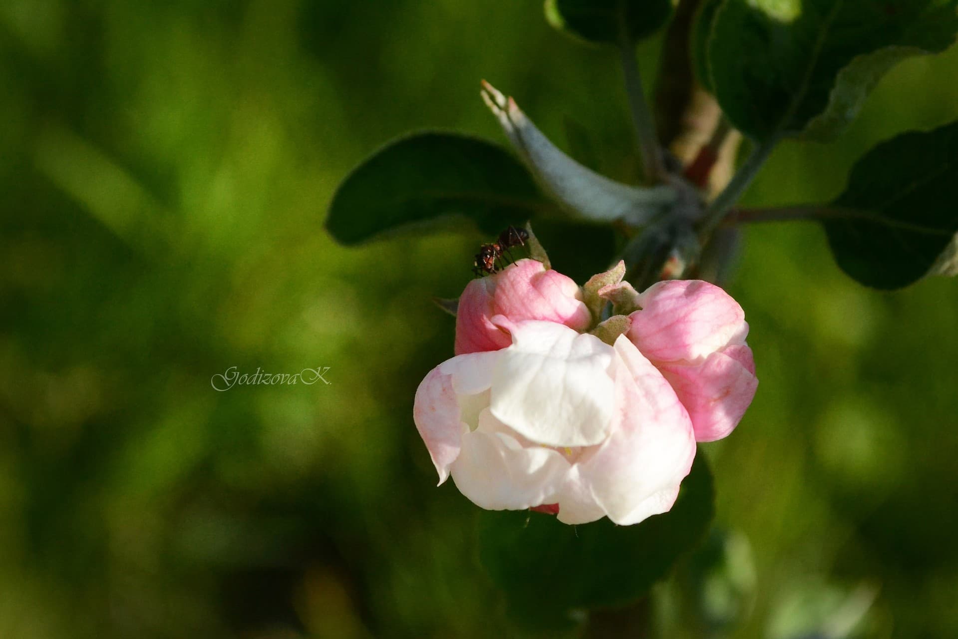 my garden