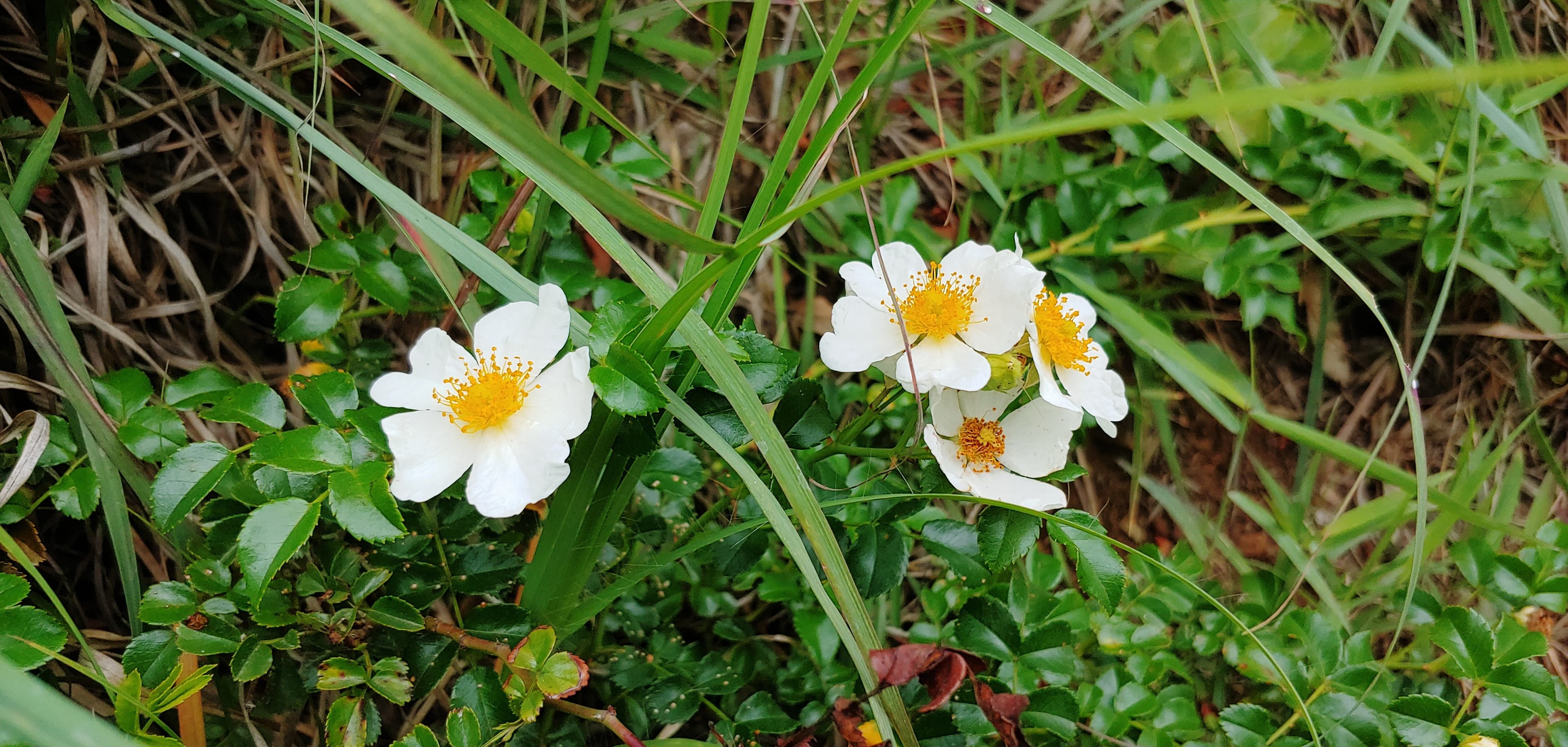 white wild rose^^