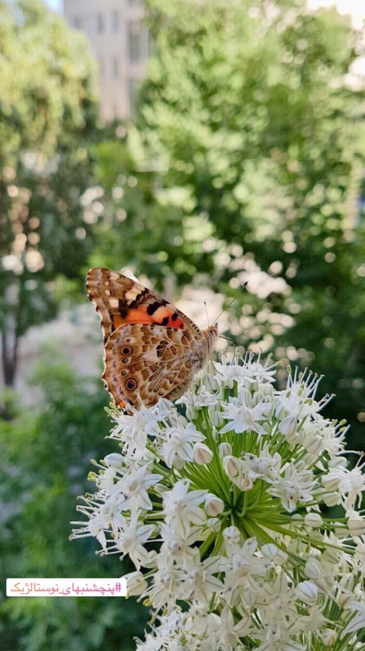 butterfly