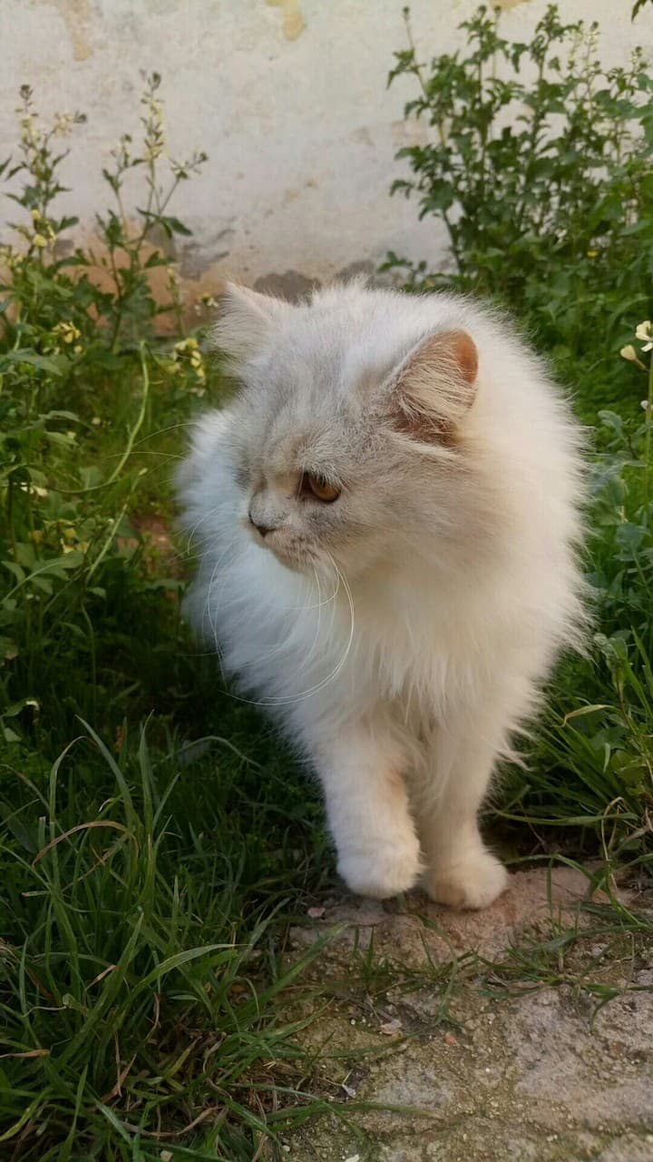 mesha 