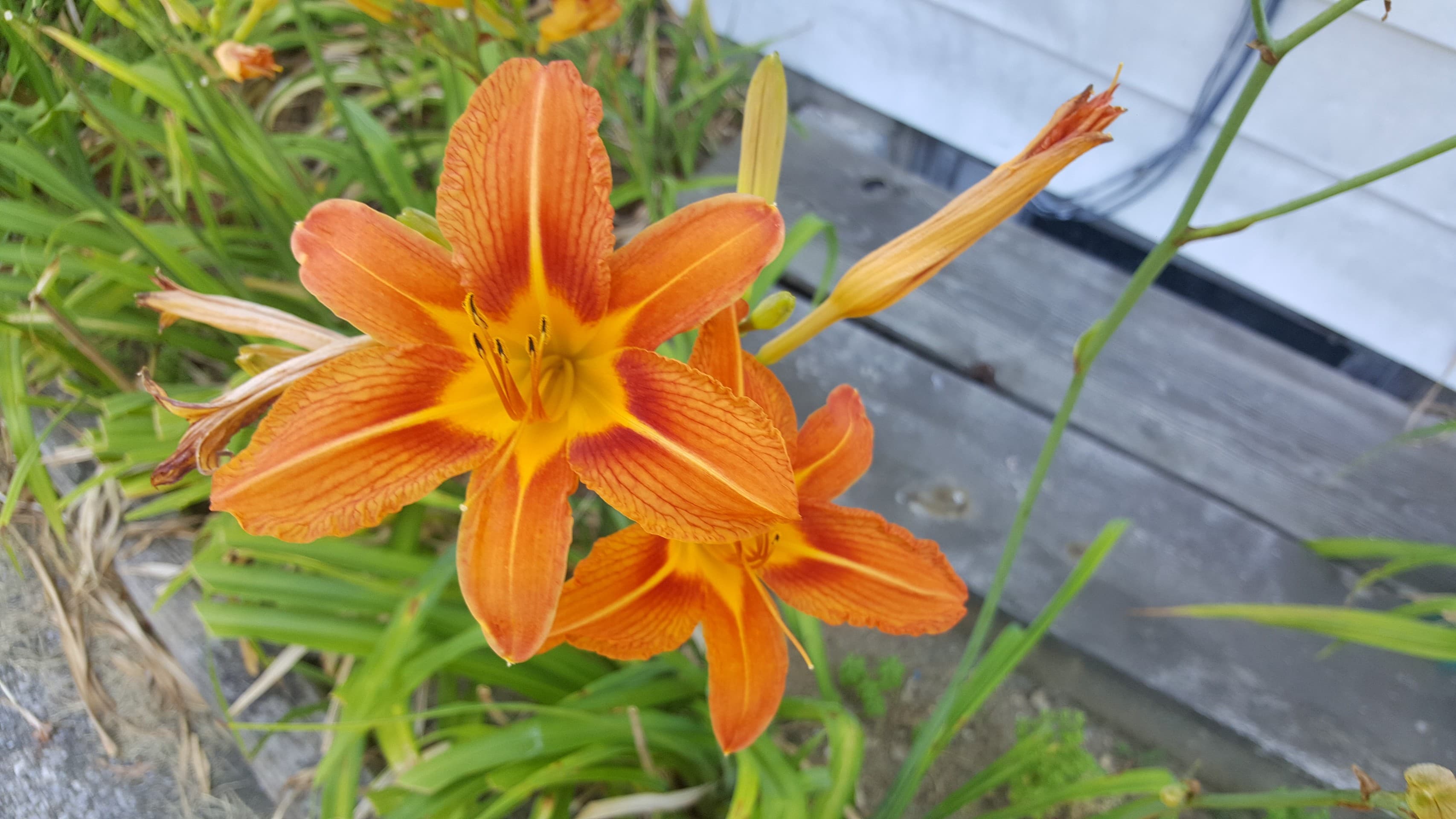 Tiger Lilies in Pennsylvania