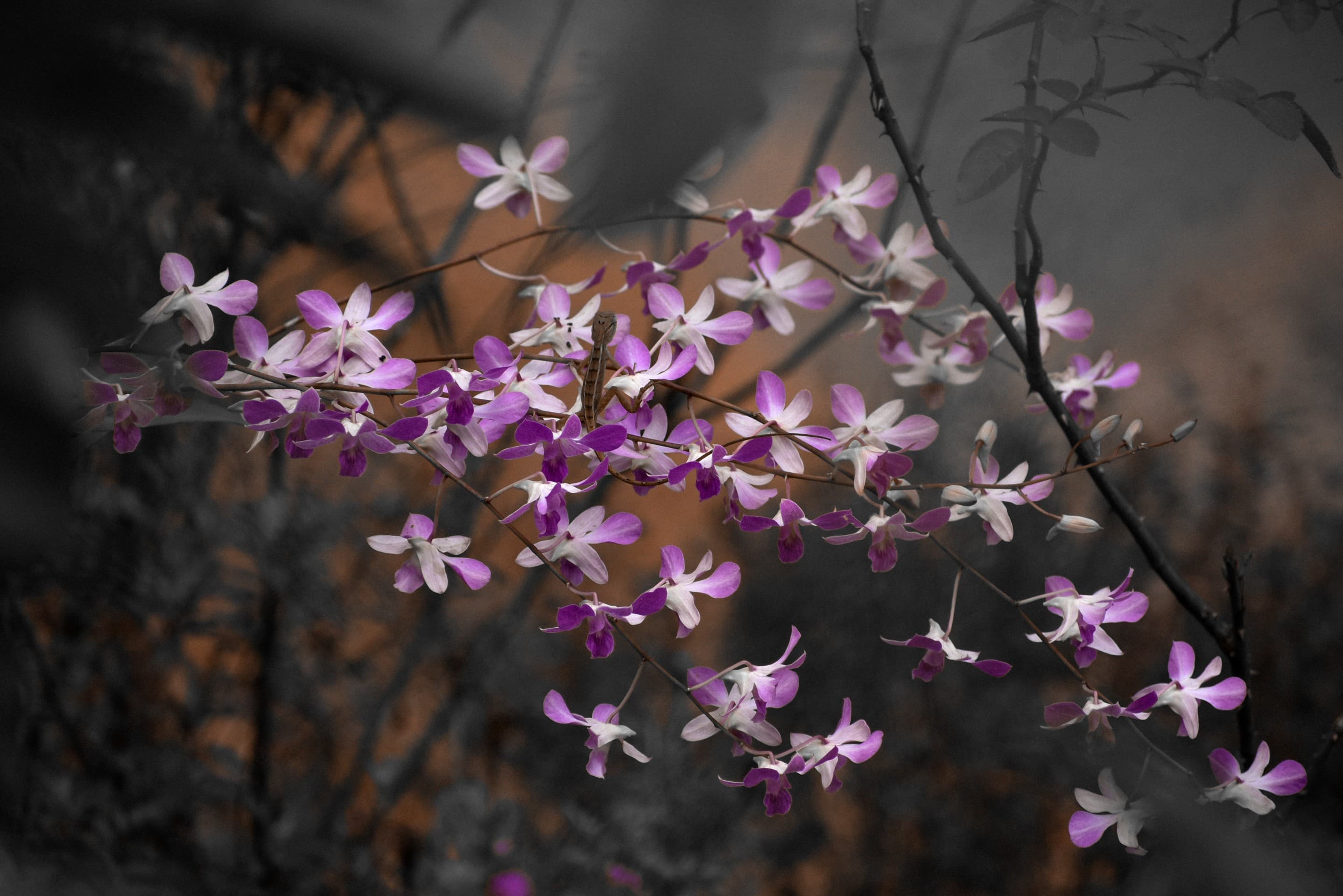 Orchid