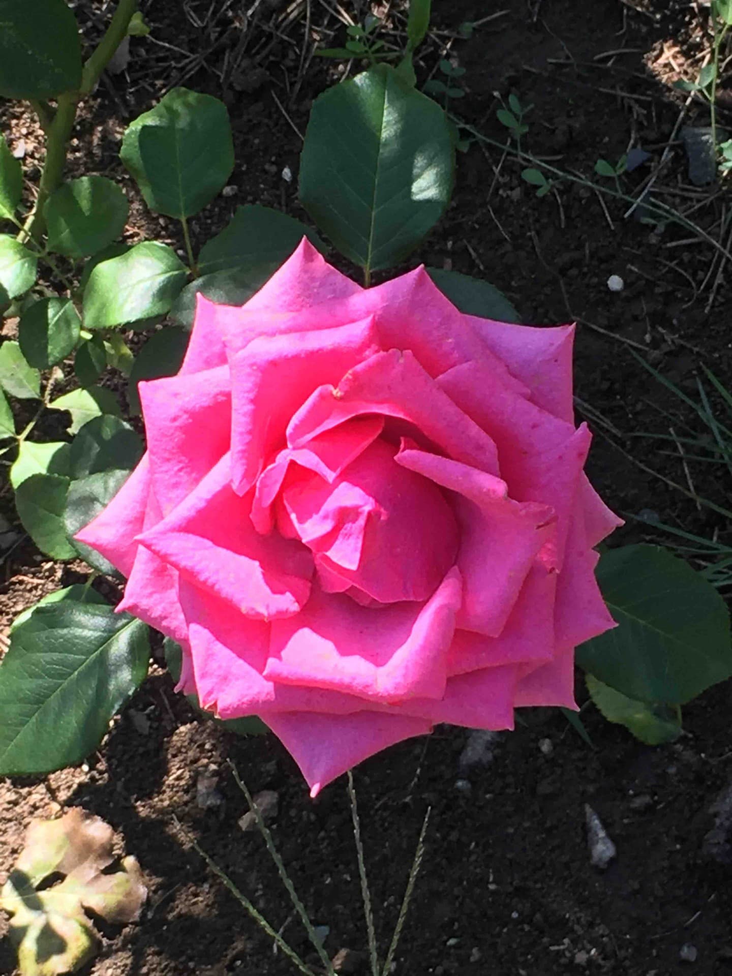 Pink flower