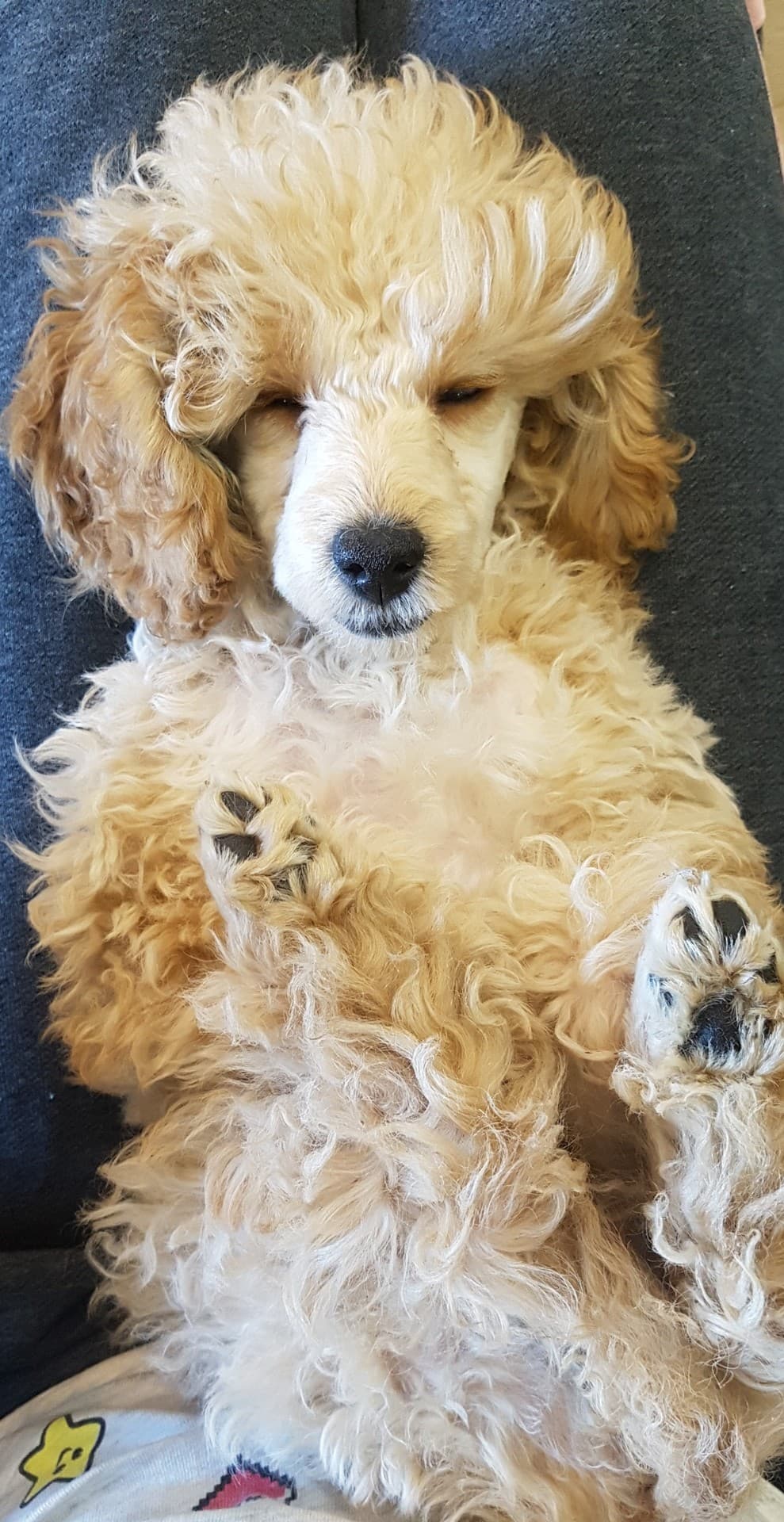 my dog :>