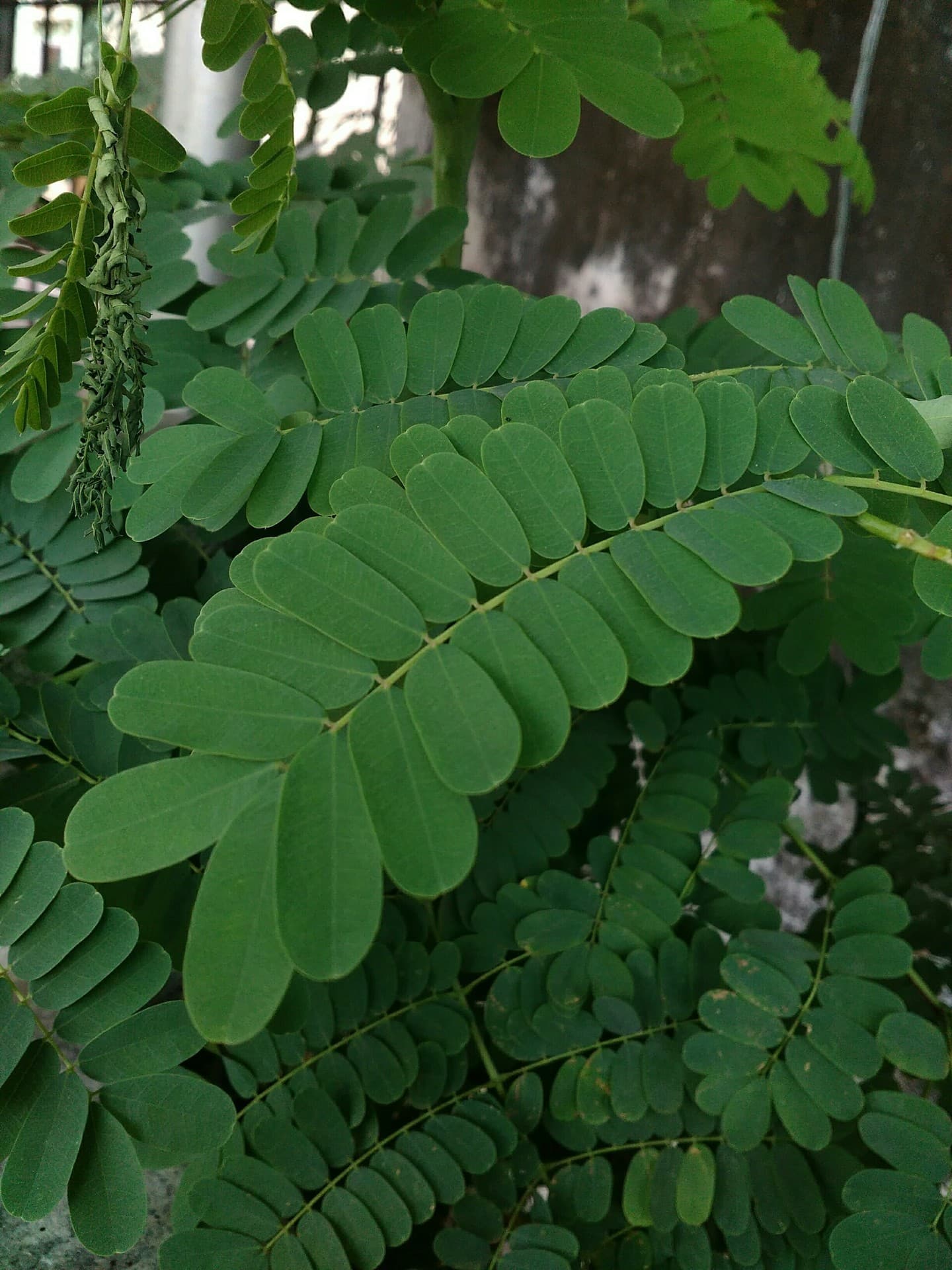 leaf