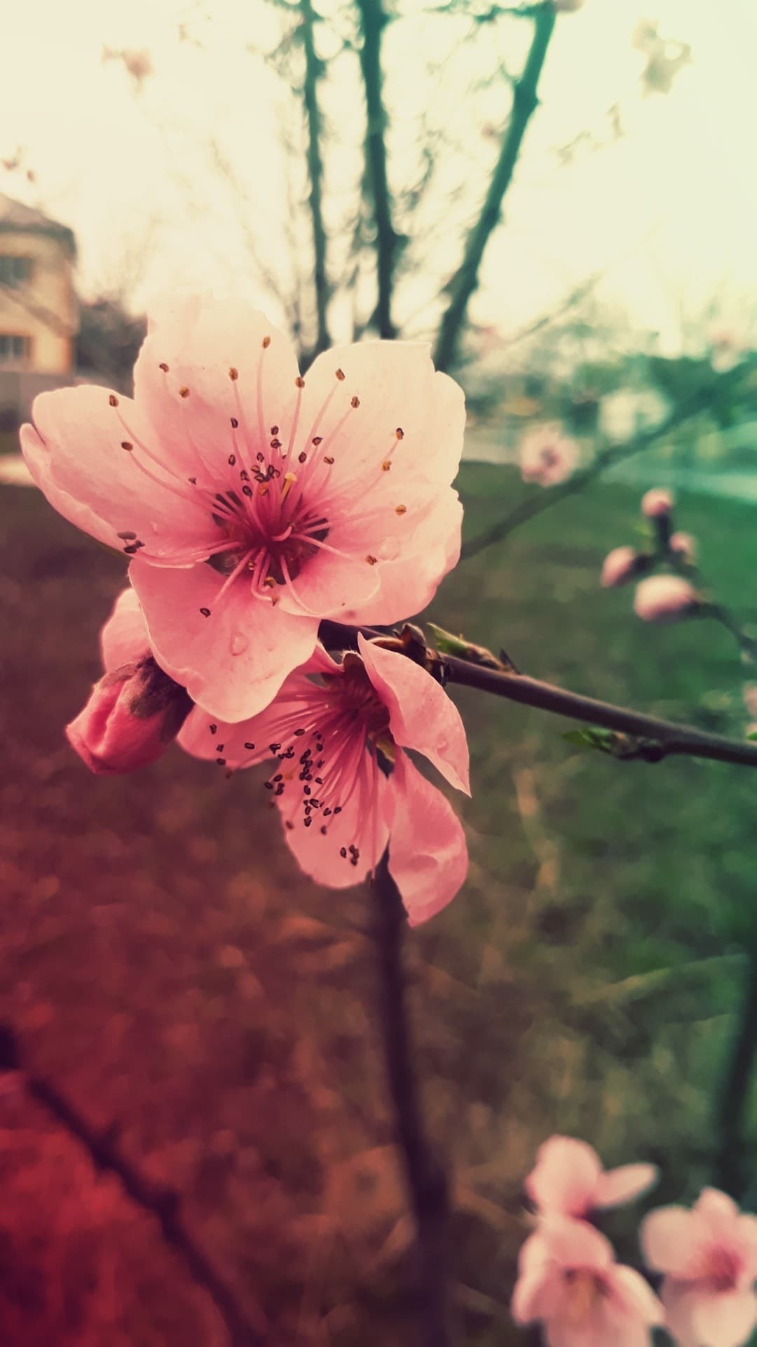 Spring