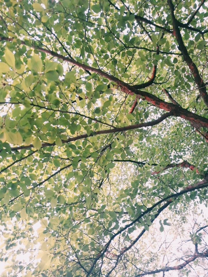 shiny tree~~