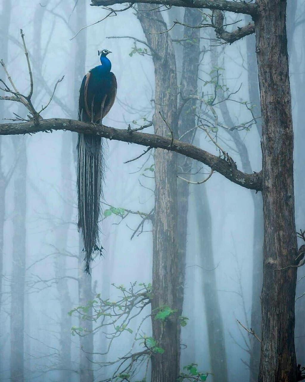 Peacock