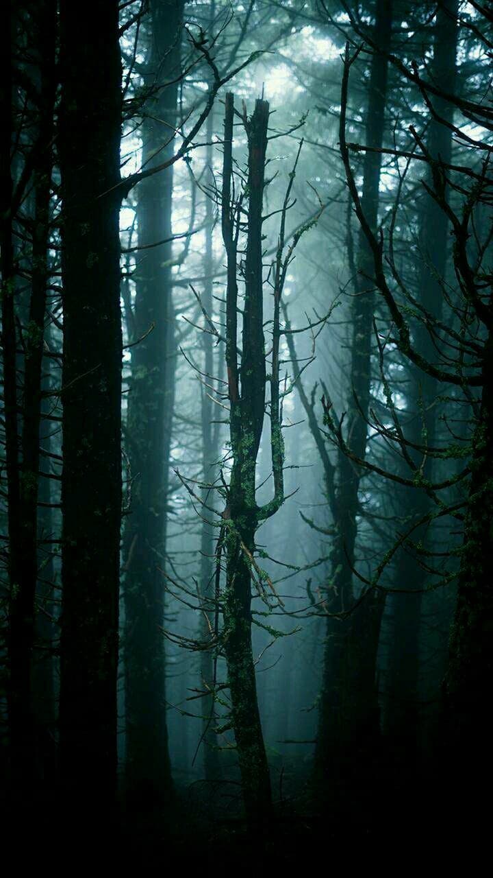 dark forest