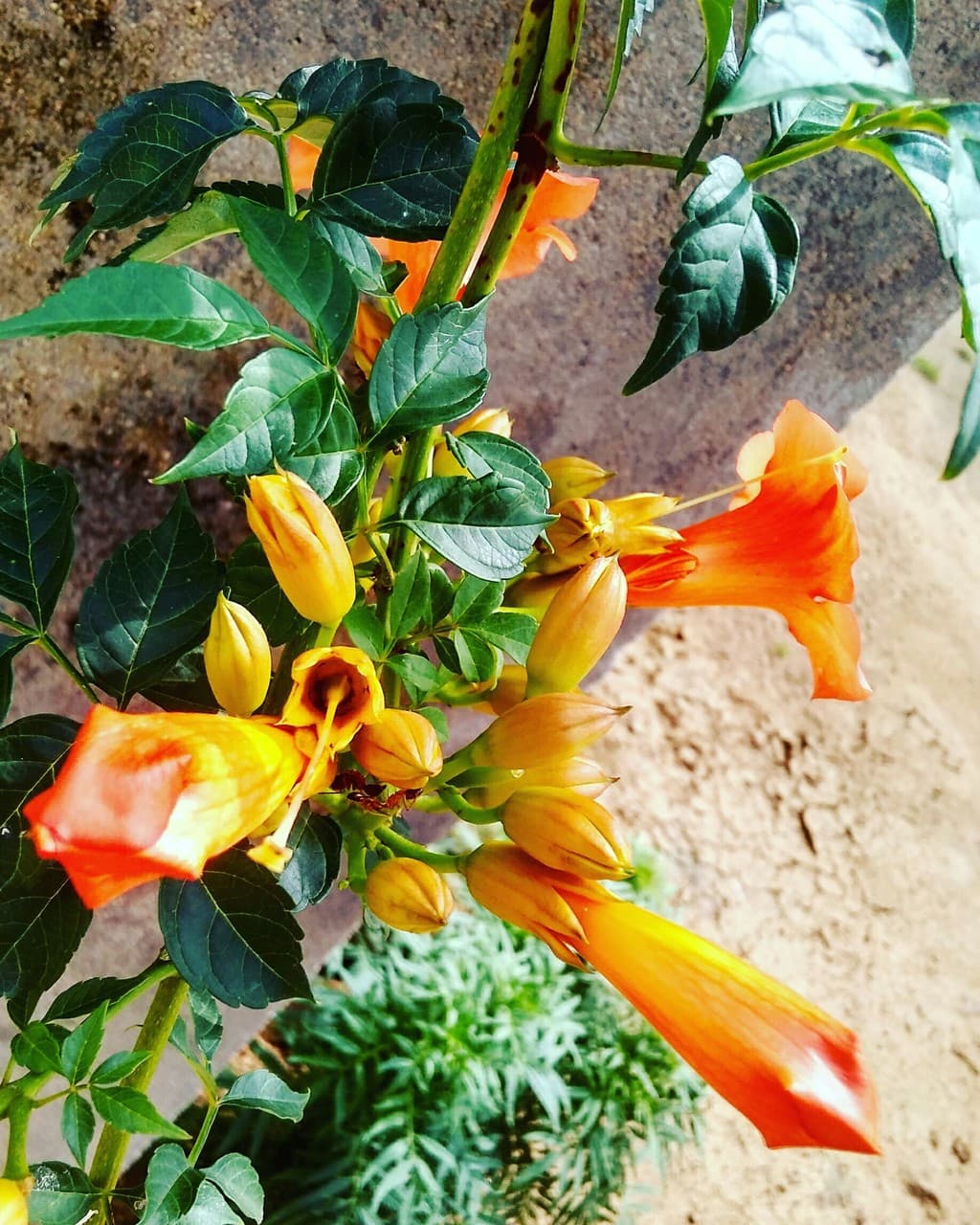 flower flow