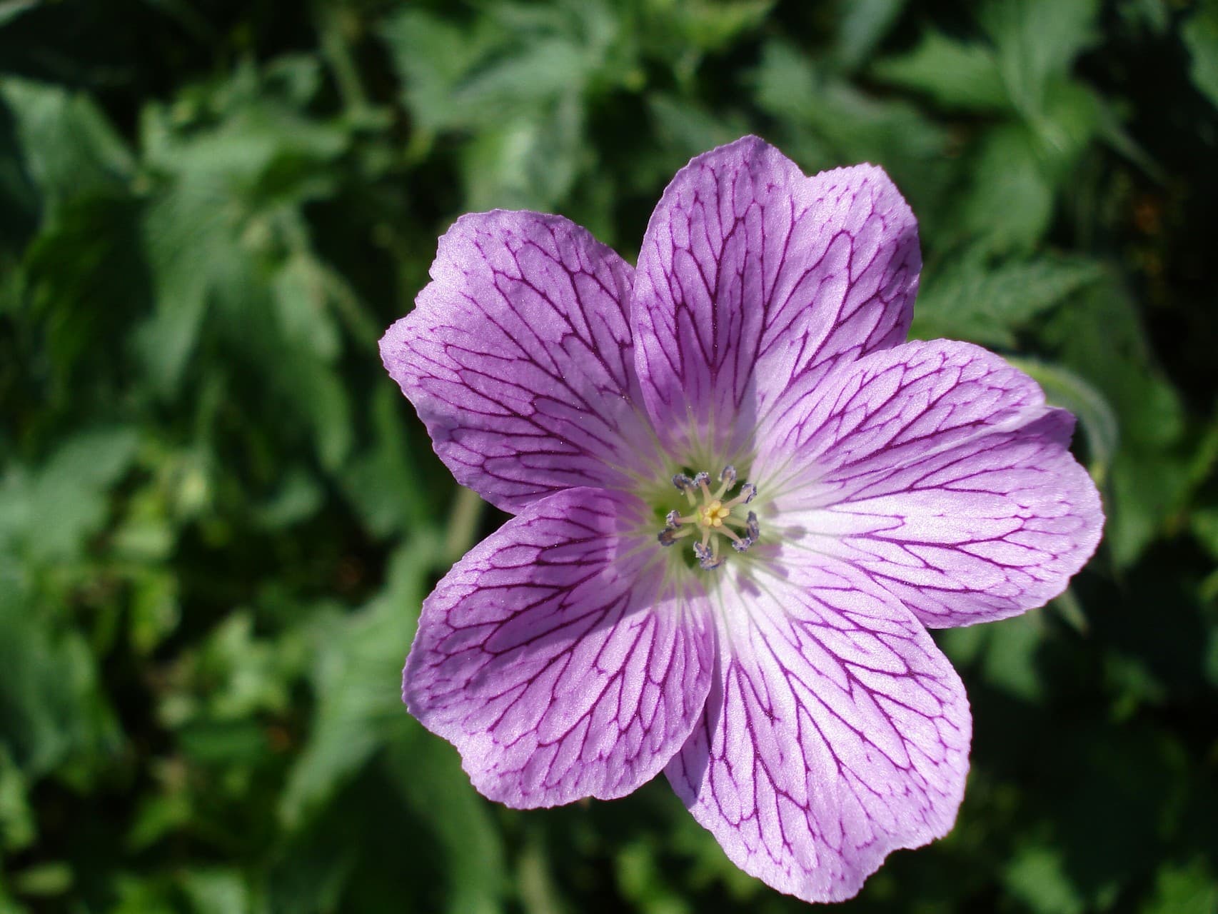 purple and pink