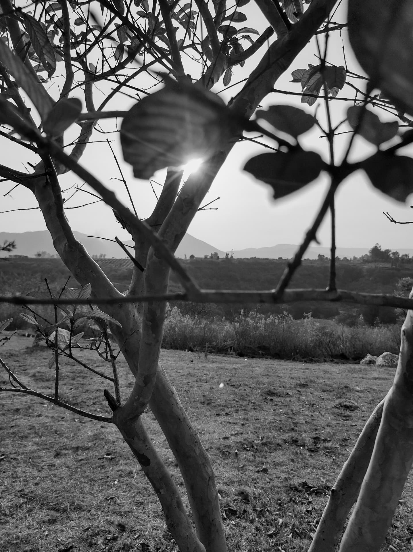 Blackandwhite