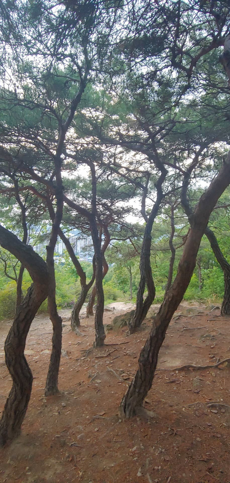 pine trees^^