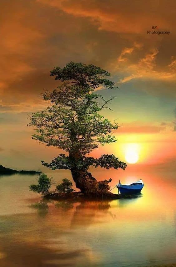 tree
